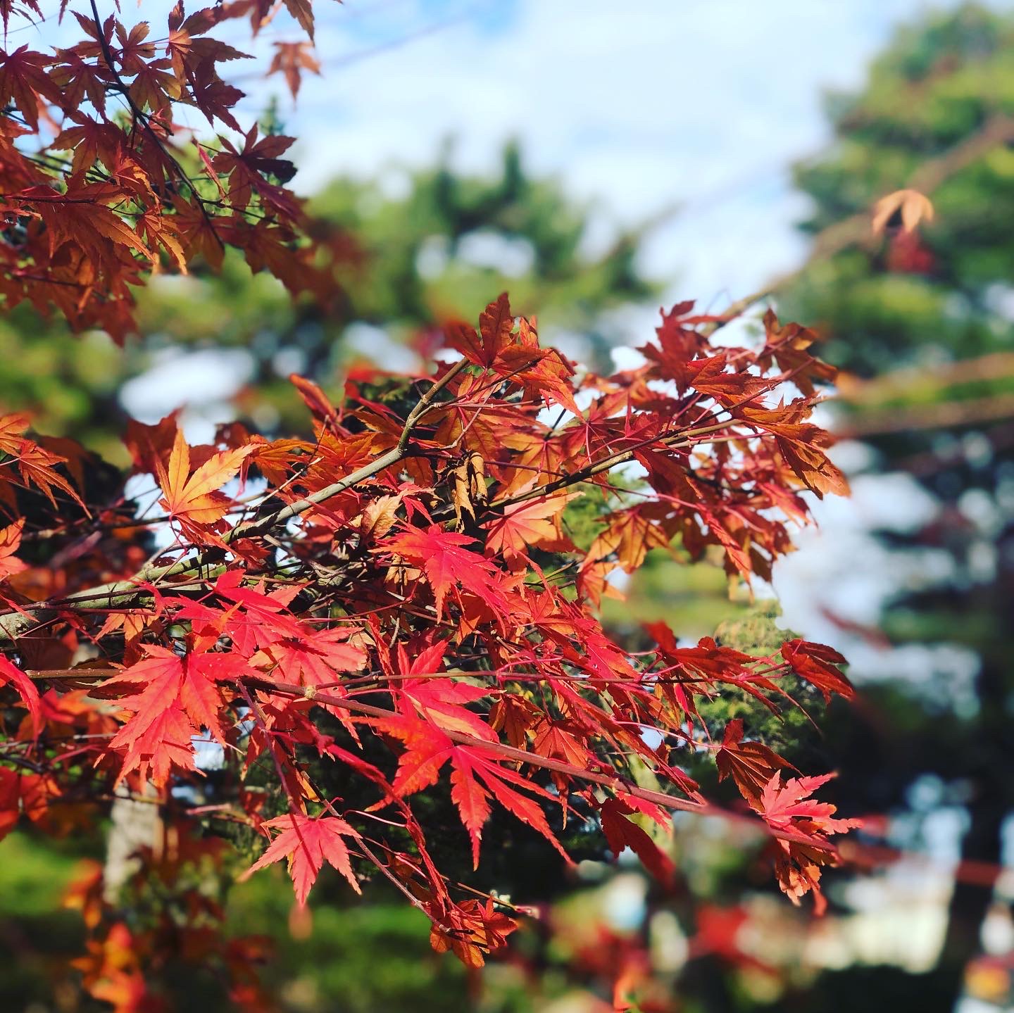 紅葉